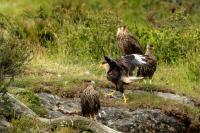 Caracara plancus