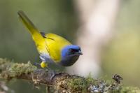 ECUADOR-FAUNA