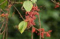 ETHIOPIA FLORA