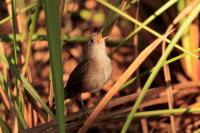 Cuba - fauna