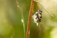 Mexico FAUNA