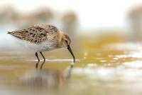 Calidris alpina