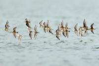 Calidris alba