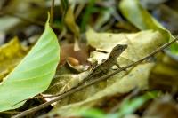 Dominican Republic-FAUNA