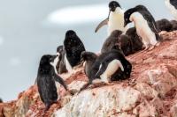 Antartica fauna