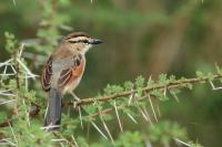 Tanzania-FAUNA