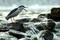 Nycticorax nycticorax