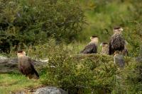 Caracara plancus