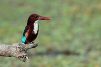 Sri Lanka FAUNA