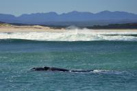 South Africa- Fauna