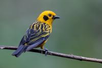 ECUADOR-FAUNA