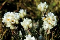 ETHIOPIA FLORA