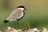 ETHIOPIA FAUNA