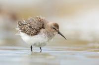 Calidris alpina