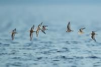 Calidris alba