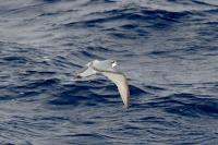 Antartica fauna