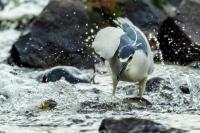 Nycticorax nycticorax