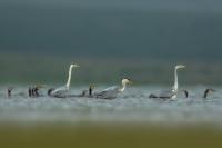 Ardea cinerea