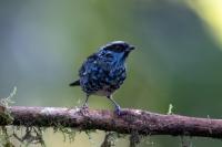 ECUADOR-FAUNA