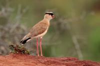 ETHIOPIA FAUNA