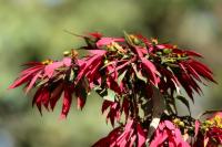 ETHIOPIA FLORA