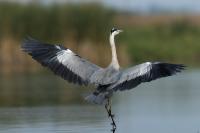 Ardea cinerea