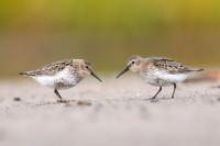 Calidris alpina