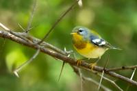 Dominican Republic-FAUNA