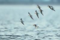 Calidris alba