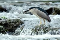 Nycticorax nycticorax