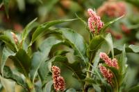 ETHIOPIA FLORA