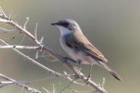 Kazakhstan FAUNA