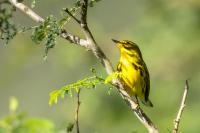 Dominican Republic-FAUNA