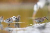 Calidris alba