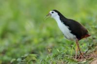 Sri Lanka FAUNA