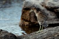 Nycticorax nycticorax