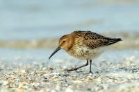 Calidris alpina