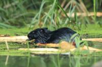 Eurasian beaver