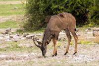 Greater kudu