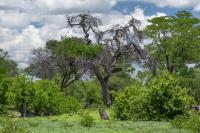 Botswana - landscape