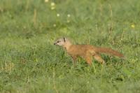 Yellow mongoose