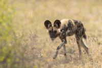 African wild dog