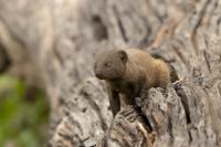 Common dwarf mongoose