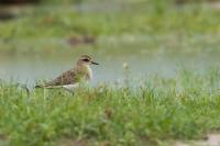 Charadrius asiaticus