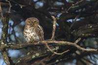 Glaucidium capense