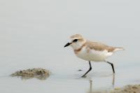 Charadrius pallidus