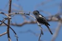 Melaniparus niger