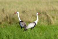 Grus carunculata