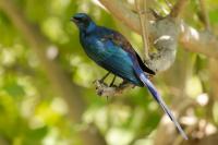 Lamprotornis australis