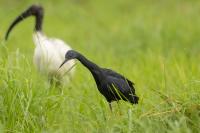 Egretta vinaceigula